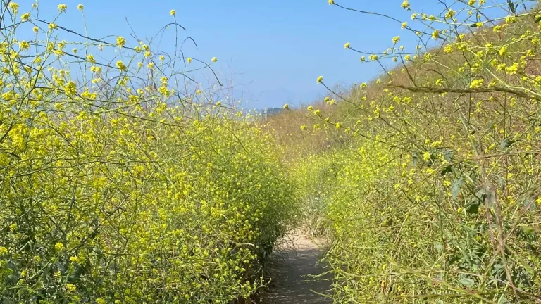 Mustard takes over trail. Photo by Esther Chase.