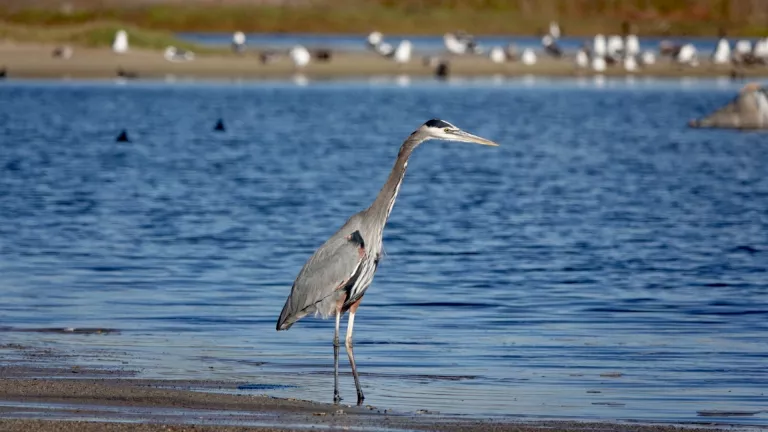 Great Blue Heron is part of the diversity of Ormond Beach, which now has a better chance for restoration (Photo by Joan Tharp)