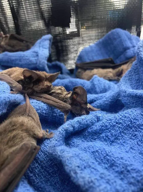 Bats rescued from Hurricane Harvey