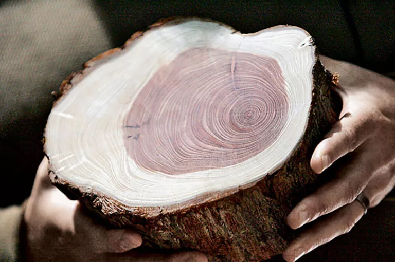 A  cross-section of a redwood branch