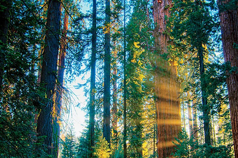 The world's biggest tree, General Sherman, in Sequoia National Park.