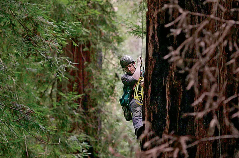 Researcher Stephen Sillett measures a massive coast redwood in November 2010