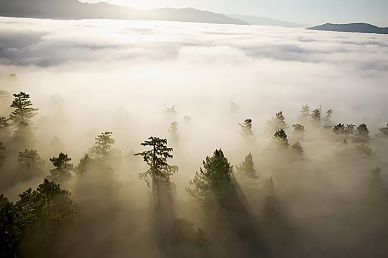 The fog that helps coast redwoods thrive isn't as frequent or as thick as it used to be. 