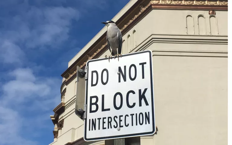 Night heron on a 'Do Not Block Intersection' sign
