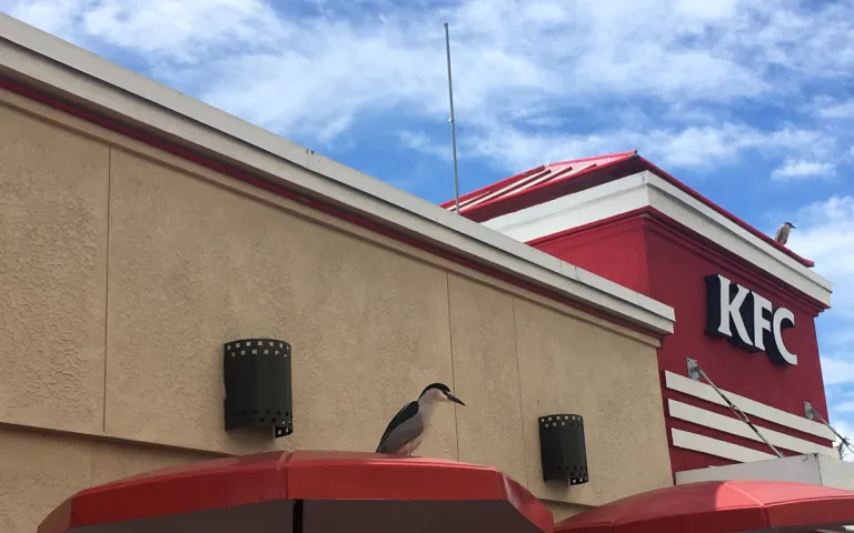 Two night herons on a KFC