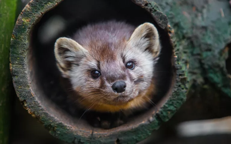 A marten peeks out of a hollow log at ZooAmerica.