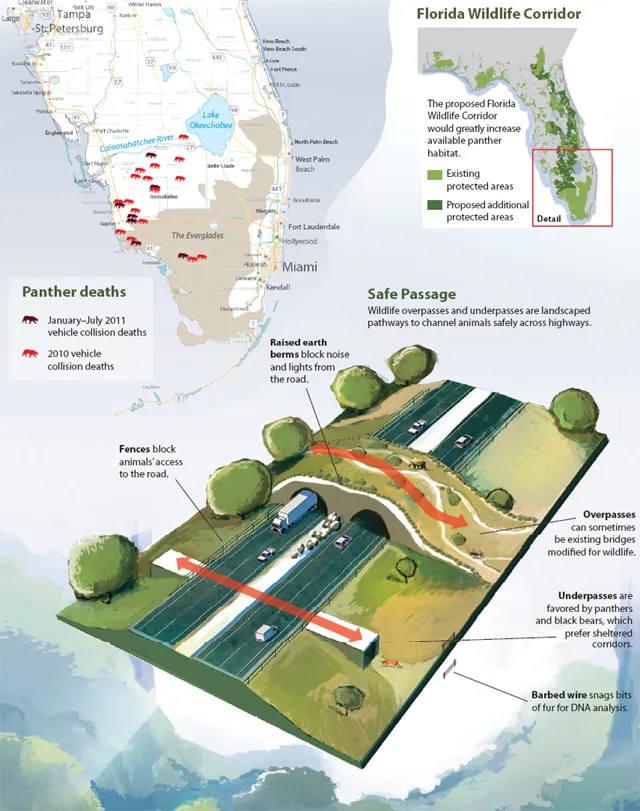 panther infographic