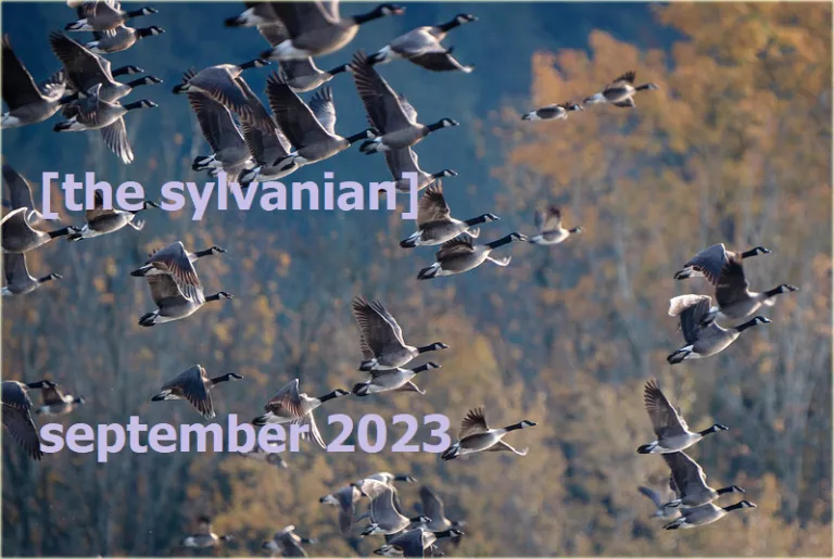 Flock of canada geese in flight with autumn foliage in the background