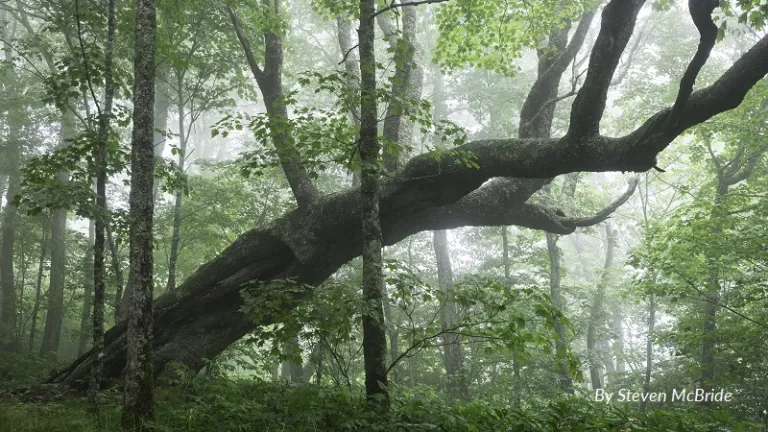 A leaning tree amidst old-growth forest in the Craggy Mountains. Photo by Steven McBride