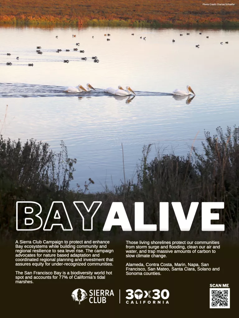 Bay Alive Poster