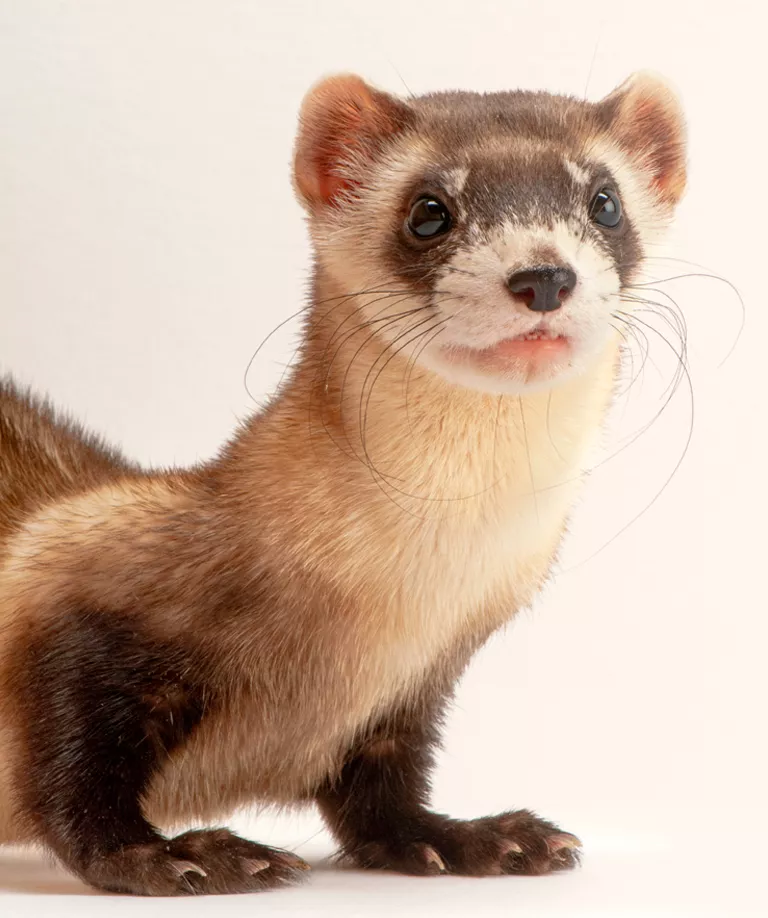 Close-up of the front half of a black-footed ferret