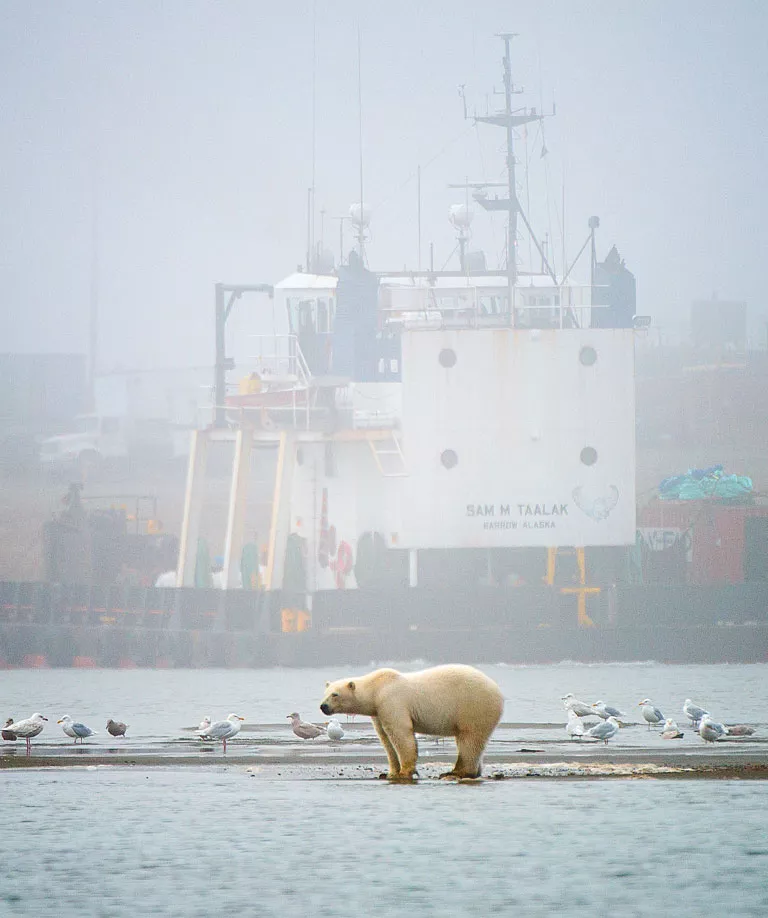 On a misty day, a polar bear and seagulls stand on a sandpit next to a barge that has "Sam M Taalak Barrow Alaska" painted on it.