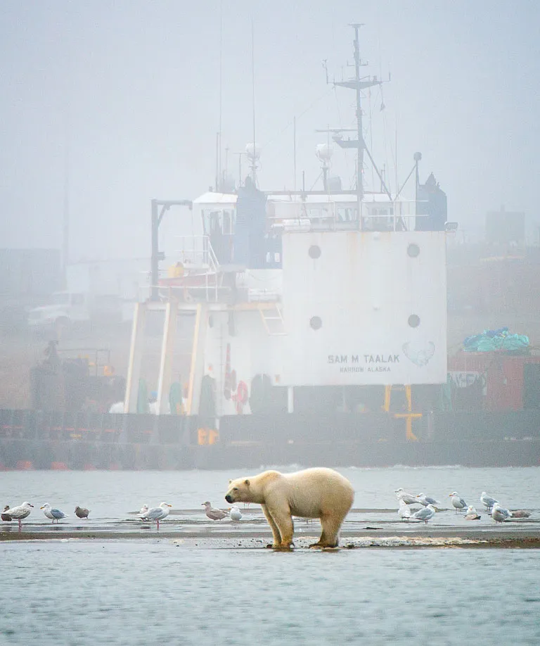 On a misty day, a polar bear and seagulls stand on a sandpit next to a barge that has "Sam M Taalak Barrow Alaska" painted on it.