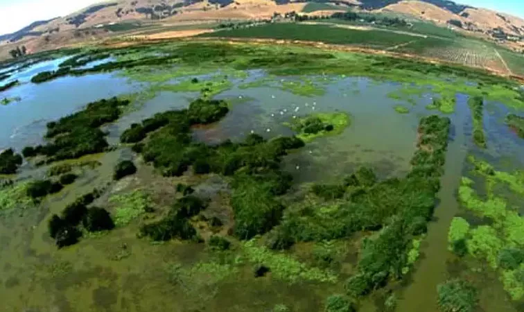 Viansa Winery wetlands