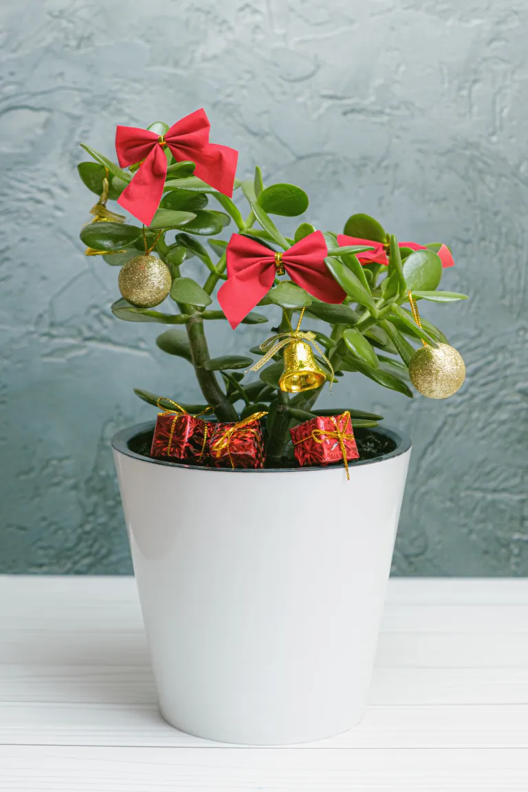potted plant Christmas tree