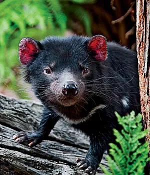 Tasmanian devil