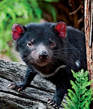 Tasmanian devil