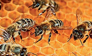 bees