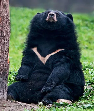 Moon bear