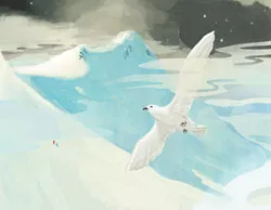 snow kestrel