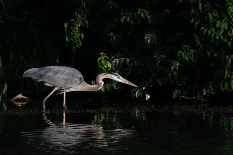 Blue heron 