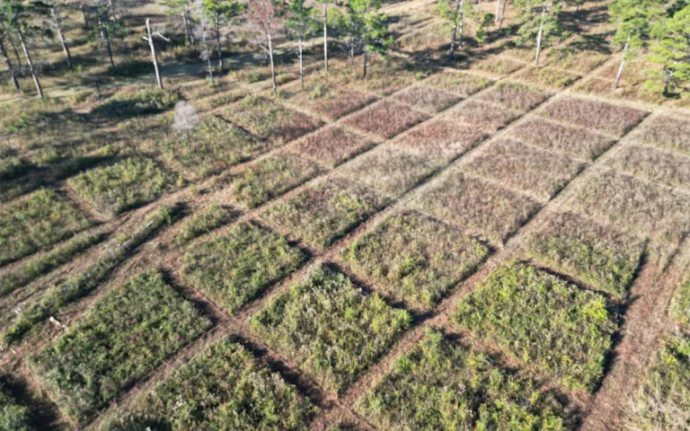 A patchwork of burn land. 