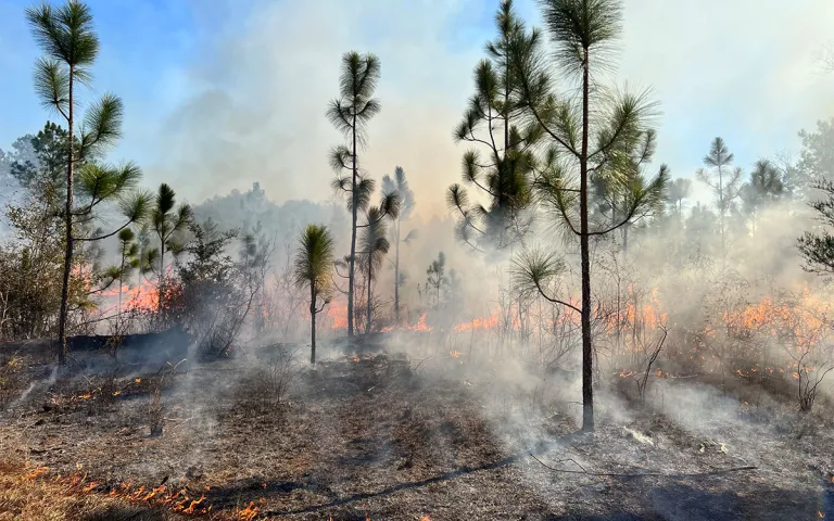Young pines stand after the ground below them has been burned.