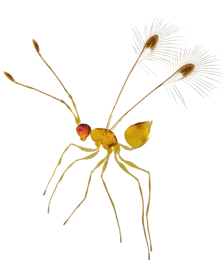 Close-up of a golden-colored fairy wasp from the side