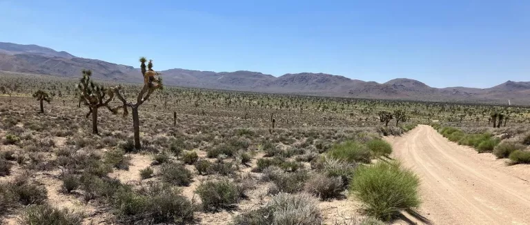 Cactus Flat
