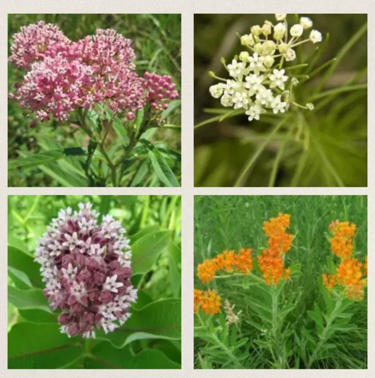 Four species of milkweed.