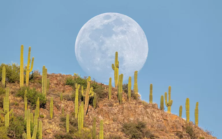 Saguaro cactuses under a full moon