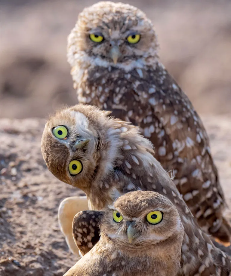 hree burrowing owls are looking in three directions. The middle owl has its head cocked to the side.
