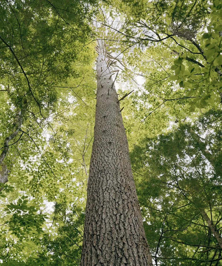 View looking up the trunk of a white pine and the surrounding tree canopy in Mohawk Trail State Forest