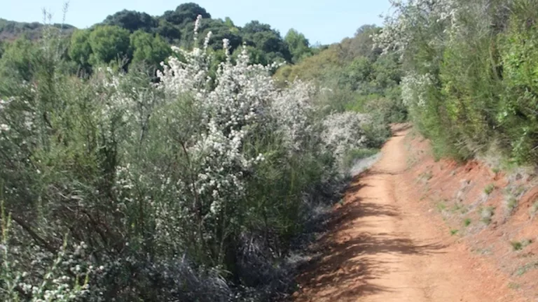 White-blooming chemise on left, trail on right. Spring hike