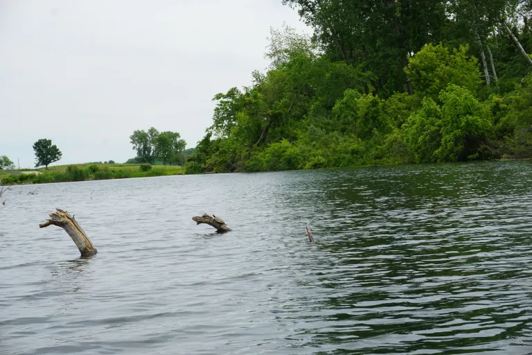 Turtle on log at Pleasan Creek State Recreation Area
