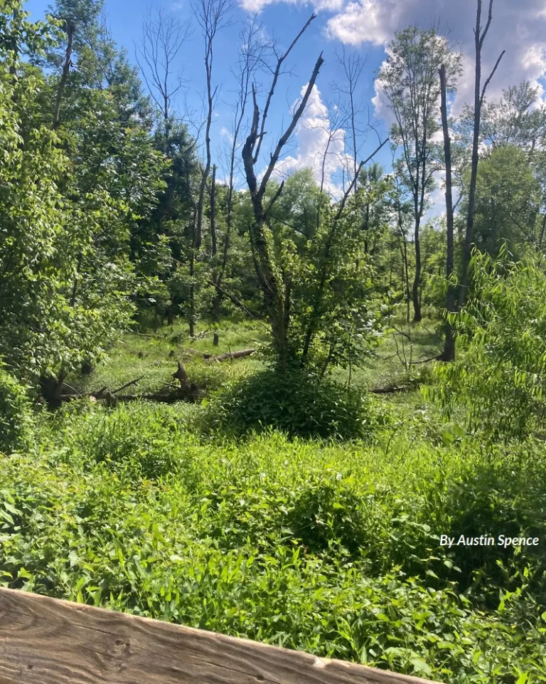 Wetlands landscape viewed from boardwalk in Walnut Creek Wetlands Park in Raleigh. By Austin Spence