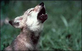 Wolf howling with head upwards and eyes closed