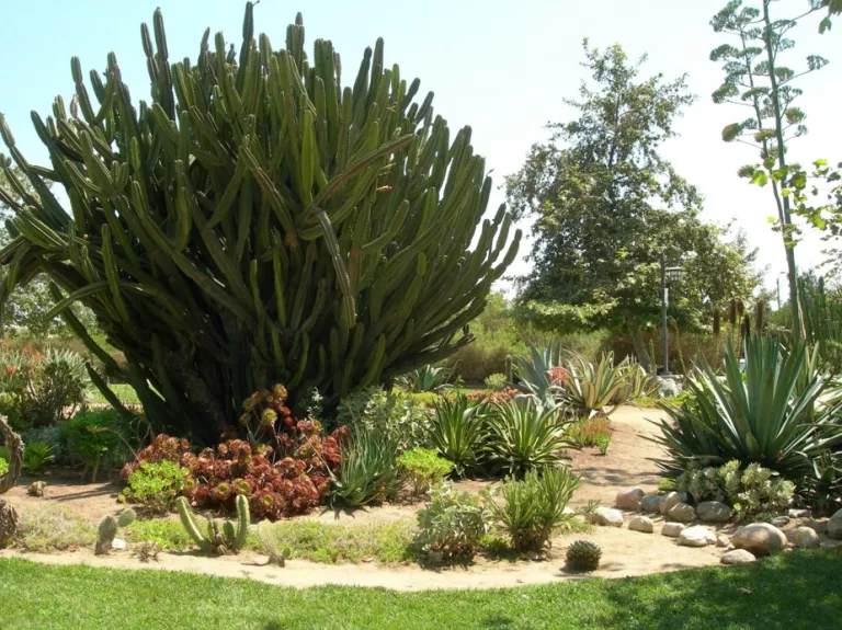 Hawkins cactus garden