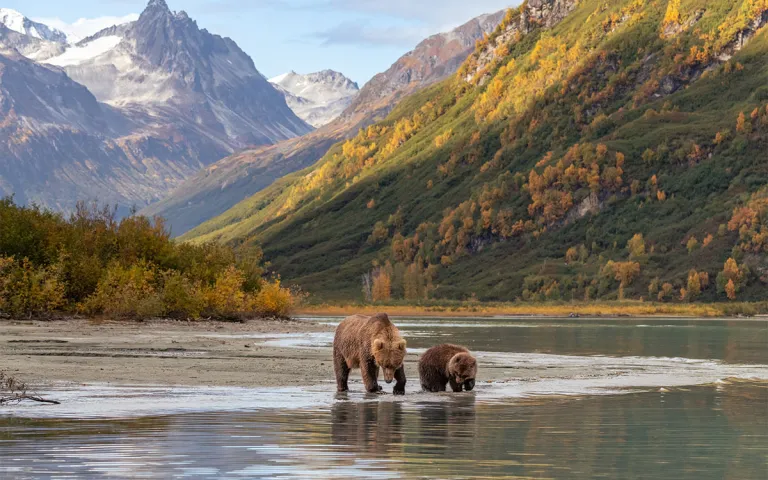Mother brown bear teaching her cub to fish at secluded Crescent Lake in the middle of one of the most remote US National Parks.