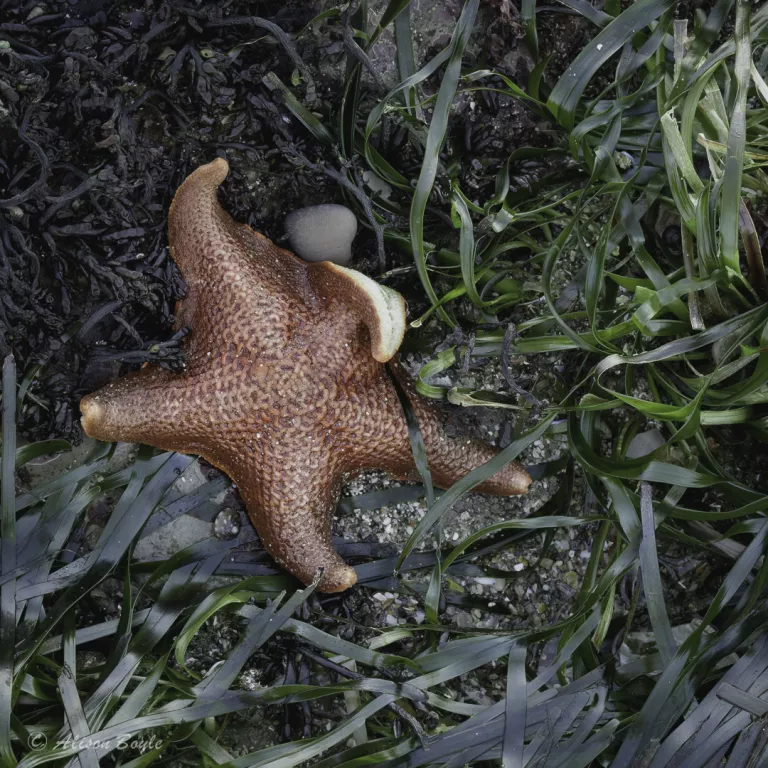 Bat Star rests in a bed of seagress