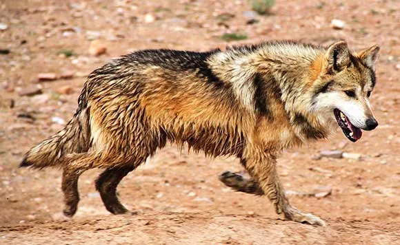 Mexican Wolf = photo by Tom Buckley