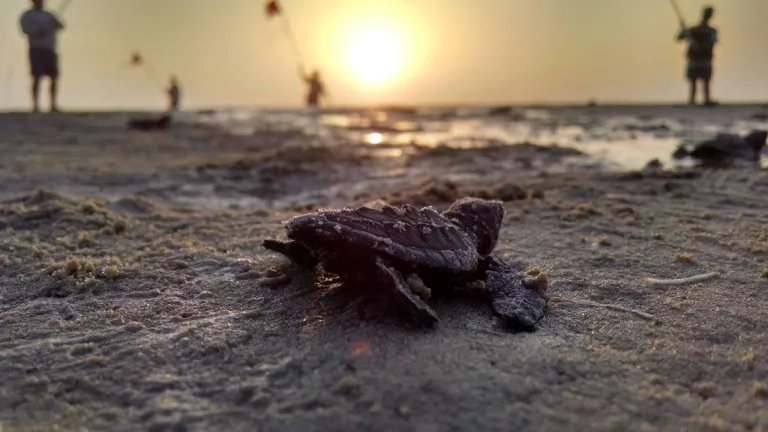 sea turtle at sunset