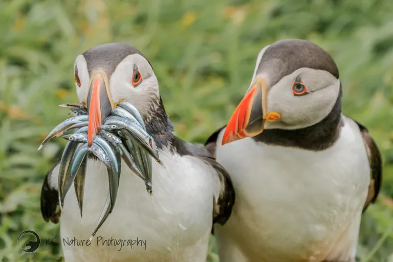 Two puffins side-by-side. One looks at the viewer with about a dozen fish in its bill. The other looks at all the fish. 