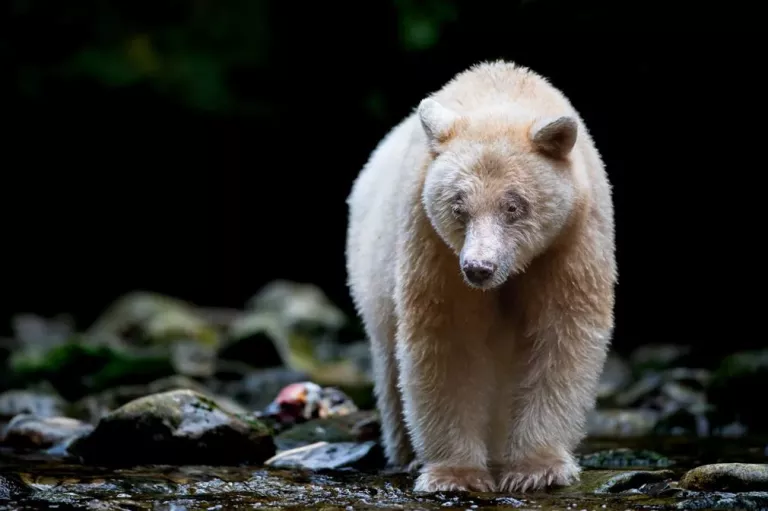 A spirit bear amble toward the viewer with a dark rocky background