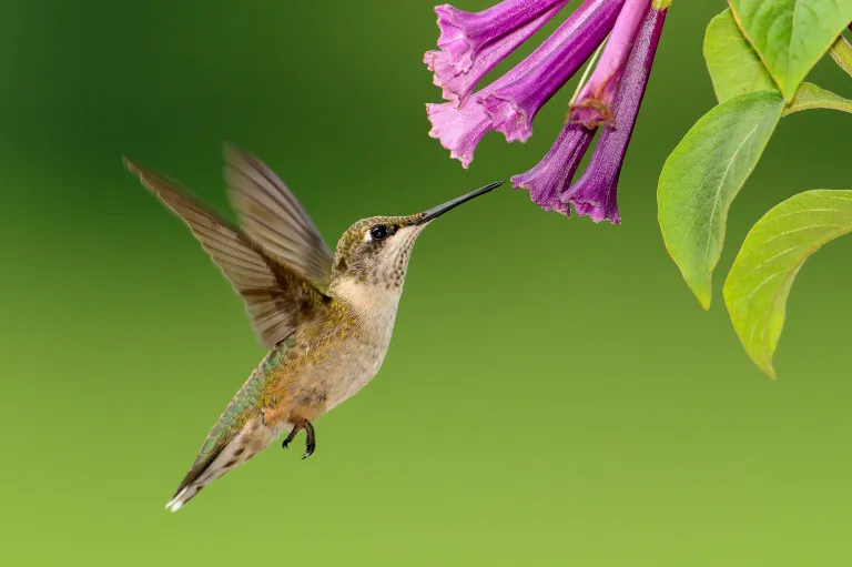 Hummingbird hovering at a purple flower