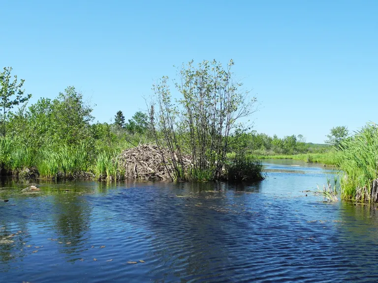 Stream of water with vegetation growing