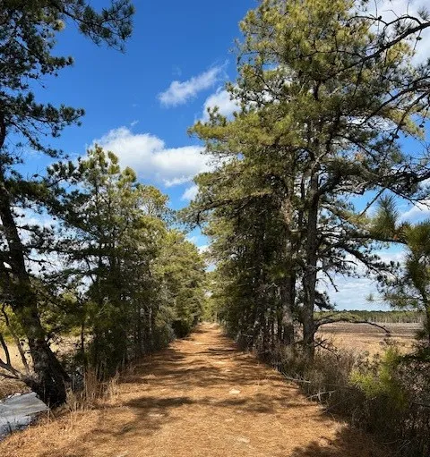 Pine Barrens