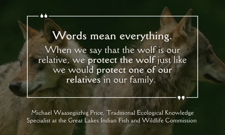 "Words mean everything. When we say that the wolf is our relative, we protect the wolf just like we would protect one of our relatives in our family" written over a dark image of two wolves