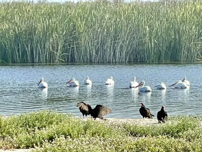 Santa Clara River estuary by Marie Lakin