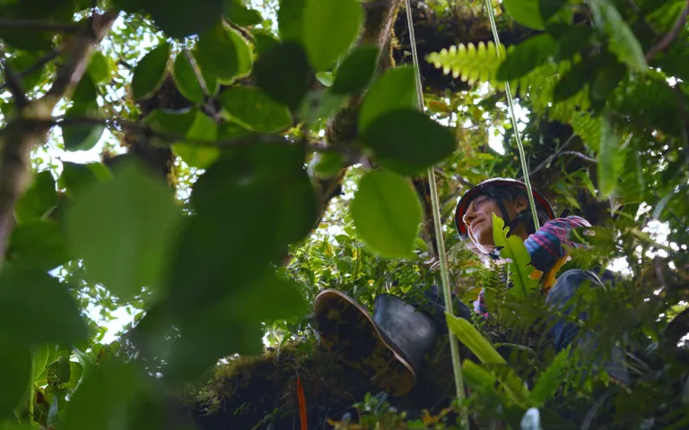 Nalini sits atop a branch in a tree